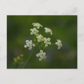 Carte postale Fleur de vache (Devant)