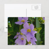 Carte Postale Fleur de Vigne Céleste Fleur Tropicale Violette (Devant / Derrière)