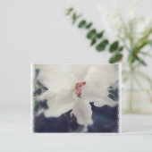 Carte Postale Fleur de violet d'Afrique blanche (Debout devant)