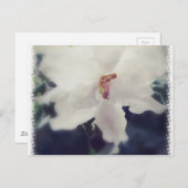 Carte Postale Fleur de violet d'Afrique blanche (Devant / Derrière)