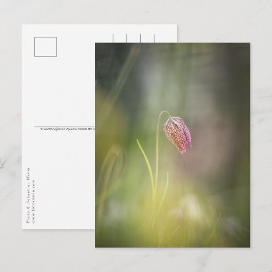 Carte Postale Fleur d'échecs Photo de la nature (Devant / Derrière)