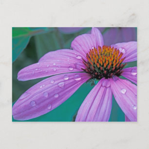Carte Postale fleur d'Echinacea pourpre avec gouttes d'eau