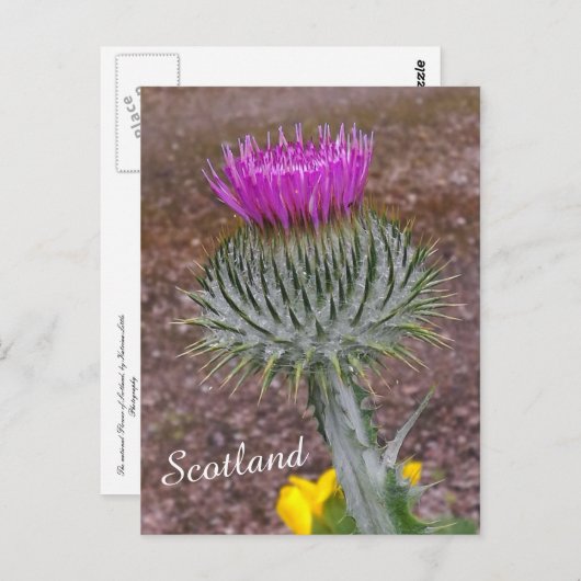 Carte Postale Fleur d'Ecosse, le chardon (Devant / Derrière)