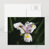 Carte Postale fleur délicate (Devant / Derrière)