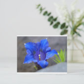 Carte Postale Fleur d'Enzan bleu alpin (Debout devant)