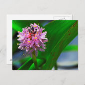 Carte Postale Fleur d'étang (Devant / Derrière)