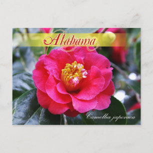 Carte Postale Fleur d'État de l'Alabama - Camellia