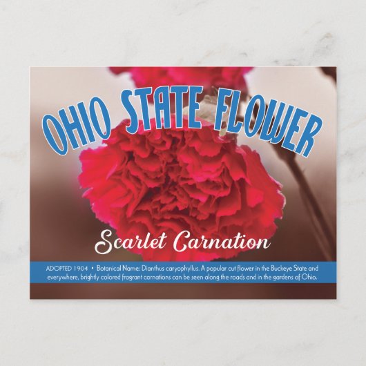Carte Postale Fleur d'État de l'Ohio, oeillets (Devant)