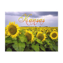 Fleur d'État du Kansas - Tournesol
