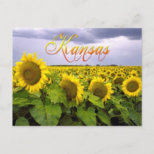 Carte Postale Fleur d'État du Kansas - Tournesol (Devant)