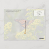 Carte Postale Fleur d'État du Kentucky : Goldenrod (Dos)