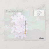 Carte Postale Fleur d'État du Massachusetts : Mayfé (Dos)