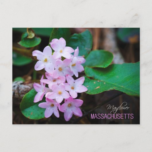 Carte Postale Fleur d'État du Massachusetts : Mayfé (Devant)