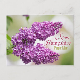 Carte Postale Fleur d'État du New Hampshire : Lilac pourpre