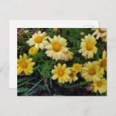 Carte Postale Fleur d'été (Devant / Derrière)