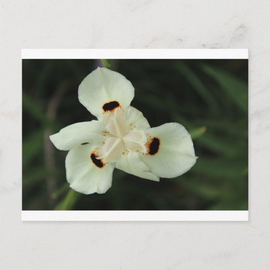 Carte Postale Fleur d'été jaune (Devant)