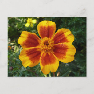 Carte Postale Fleur d'été orange et rouge Disco Marigold