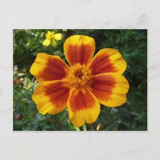 Carte Postale Fleur d'été orange et rouge Disco Marigold (Devant)