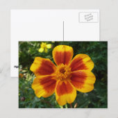 Carte Postale Fleur d'été orange et rouge Disco Marigold (Devant / Derrière)