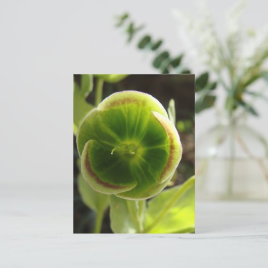 Carte Postale fleur d'helperon vert (Debout devant)