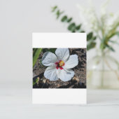 Carte Postale Fleur d'Hibiscus (Debout devant)