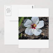 Carte Postale Fleur d'Hibiscus (Devant / Derrière)