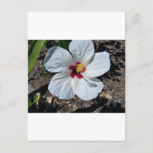 Carte Postale Fleur d'Hibiscus (Devant)