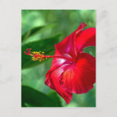 Carte Postale Fleur d'Hibiscus (Devant)