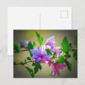 Carte Postale Fleur d'Hibiscus (Devant / Derrière)