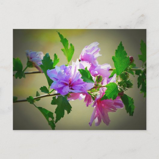 Carte Postale Fleur d'Hibiscus (Devant)