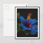 Carte Postale Fleur d'Hibiscus Bleu en Fleur, (Devant / Derrière)