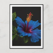 Carte Postale Fleur d'Hibiscus Bleu en Fleur, (Devant)