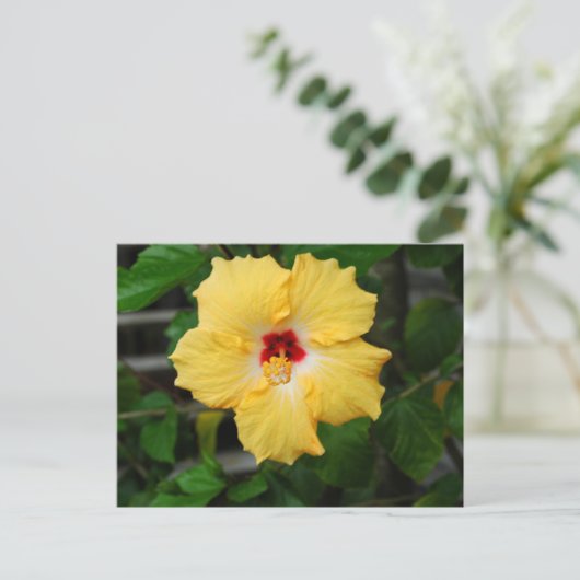 Carte Postale Fleur d'Hibiscus jaune (Debout devant)