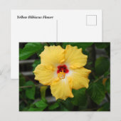 Carte Postale Fleur d'Hibiscus jaune (Devant / Derrière)