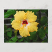 Carte Postale Fleur d'Hibiscus jaune (Devant)