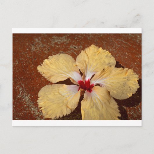 Carte Postale Fleur d'hibiscus jaune simple (Devant)