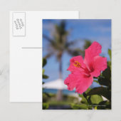 Carte Postale Fleur d'hibiscus rose (Devant / Derrière)