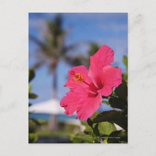 Carte Postale Fleur d'hibiscus rose (Devant)