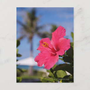 Carte Postale Fleur d'hibiscus rose