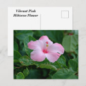 Carte Postale Fleur d'Hibiscus Rose Vibrant (Devant / Derrière)