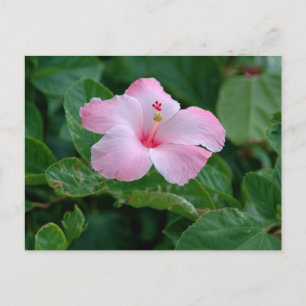 Carte Postale Fleur d'Hibiscus Rose Vibrant