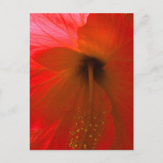 Carte Postale Fleur d'Hibiscus rouge (Devant)