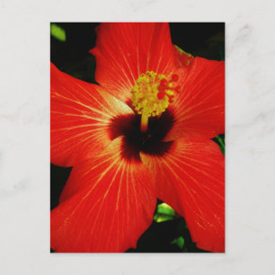 Carte Postale Fleur d'Hibiscus rouge-orange