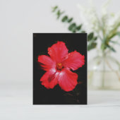 Carte Postale Fleur d'hibiscus rouge rose chaud sur fond noir (Debout devant)