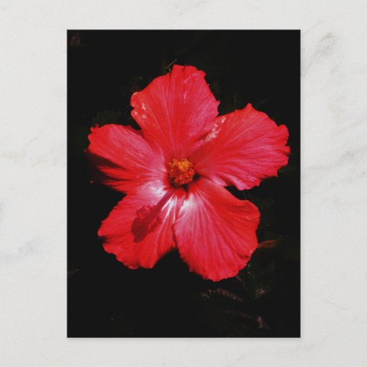Carte Postale Fleur d'hibiscus rouge rose chaud sur fond noir (Devant)