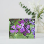 Carte Postale Fleur d'honnêteté violette (Debout devant)