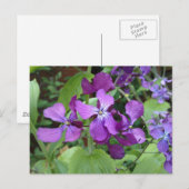 Carte Postale Fleur d'honnêteté violette (Devant / Derrière)