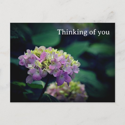 Carte Postale Fleur d'Hydrangée rose et blanche qui pense à vous (Devant)