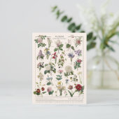 Carte Postale Fleur d'illustration (Debout devant)