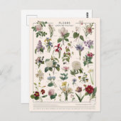 Carte Postale Fleur d'illustration (Devant / Derrière)